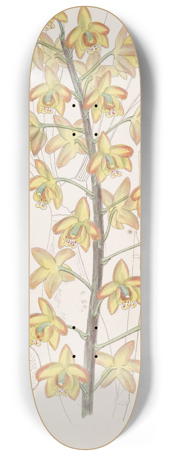 Sydenham Edwards - Two-lobed Eriops 8.25 inch art skate deck