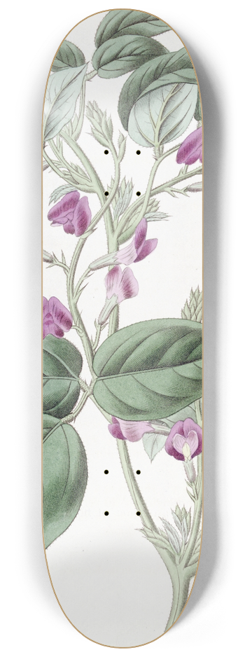 Sydenham Edwards - Two-lobed Glycine 8.25 inch art skate deck