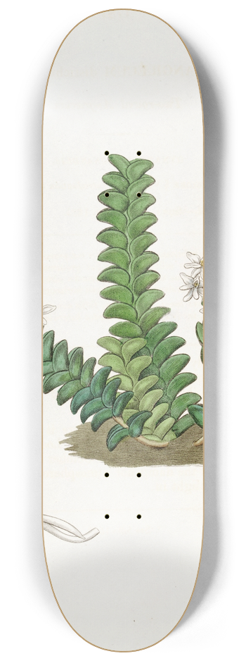 Sydenham Edwards - Two-rowed Angraecum 8.25 inch art skate deck