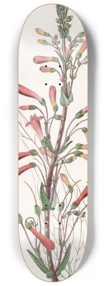 Sydenham Edwards - Valerian-leaved Chelone 8.25 inch art skate deck