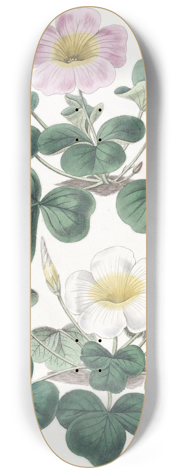 Sydenham Edwards - Variable Oxalis 8.25 inch art skate deck