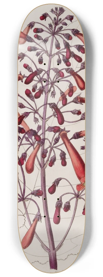 Sydenham Edwards - Varnished Gesnera 8.25 inch art skate deck