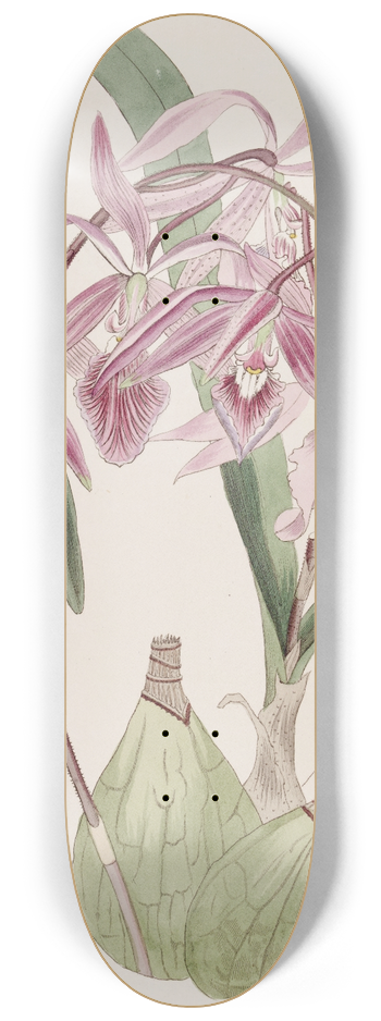 Sydenham Edwards - Warted Epidendrum 8.25 inch art skate deck