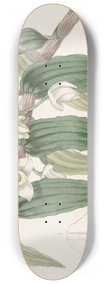 Sydenham Edwards - Watery Dendrobium 8.25 inch art skate deck