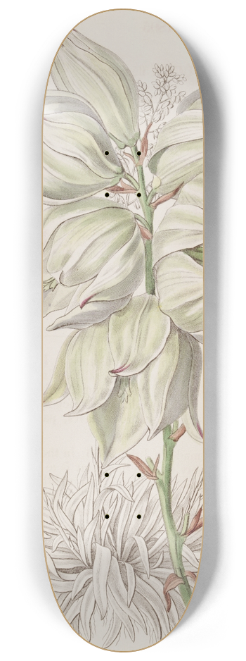Sydenham Edwards - Weak-leaved Adams Needle 8.25 inch art skate deck