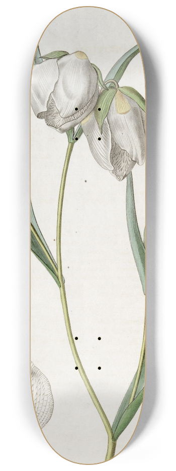 Sydenham Edwards - White Cyclobothra 8.25 inch art skate deck