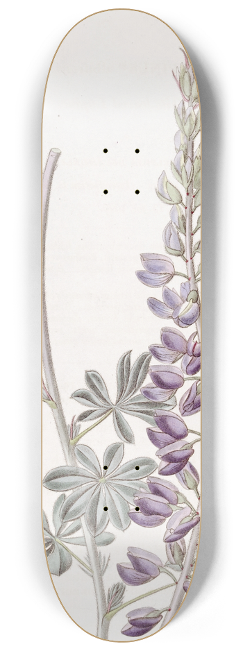 Sydenham Edwards - White-leaved Lupine 8.25 inch art skate deck
