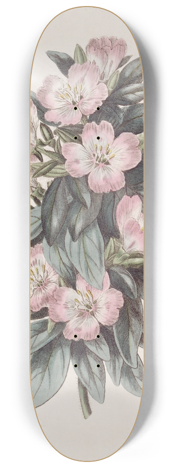 Sydenham Edwards - Whitish Godetia 8.25 inch art skate deck