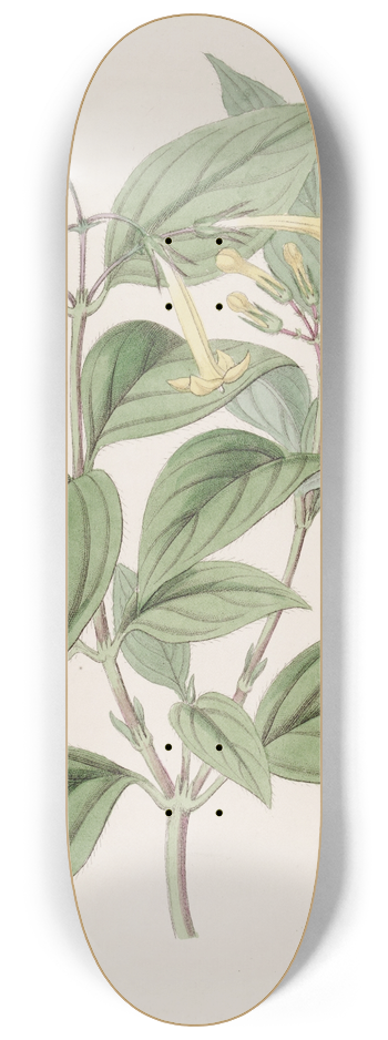 Sydenham Edwards - Yellow Bouvardia 8.25 inch art skate deck