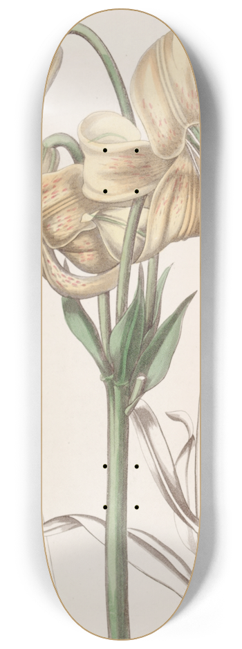 Sydenham Edwards - Yellow Japan Lily 8.25 inch art skate deck