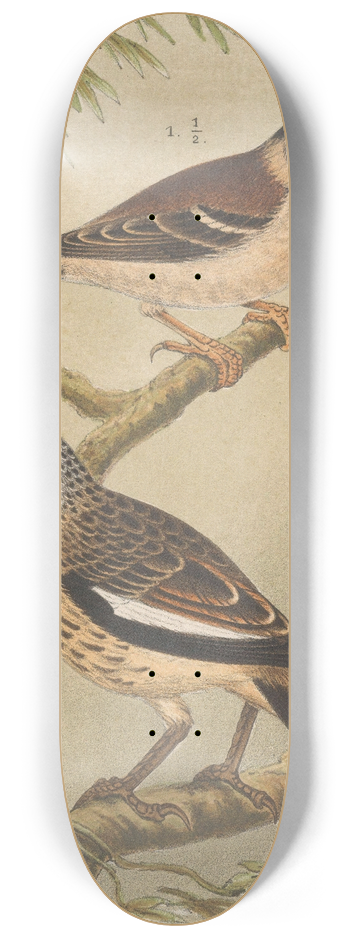 Theo van Hoytema - Two Birds On Branches 8.25 inch art skate deck