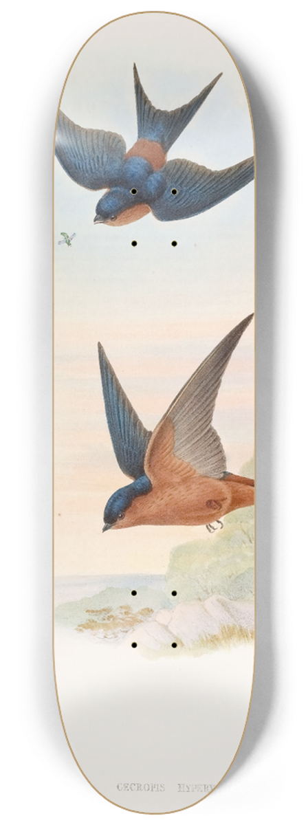 John Gould - Ceylonese Mosque-Swallow 8.25 inch art skate deck