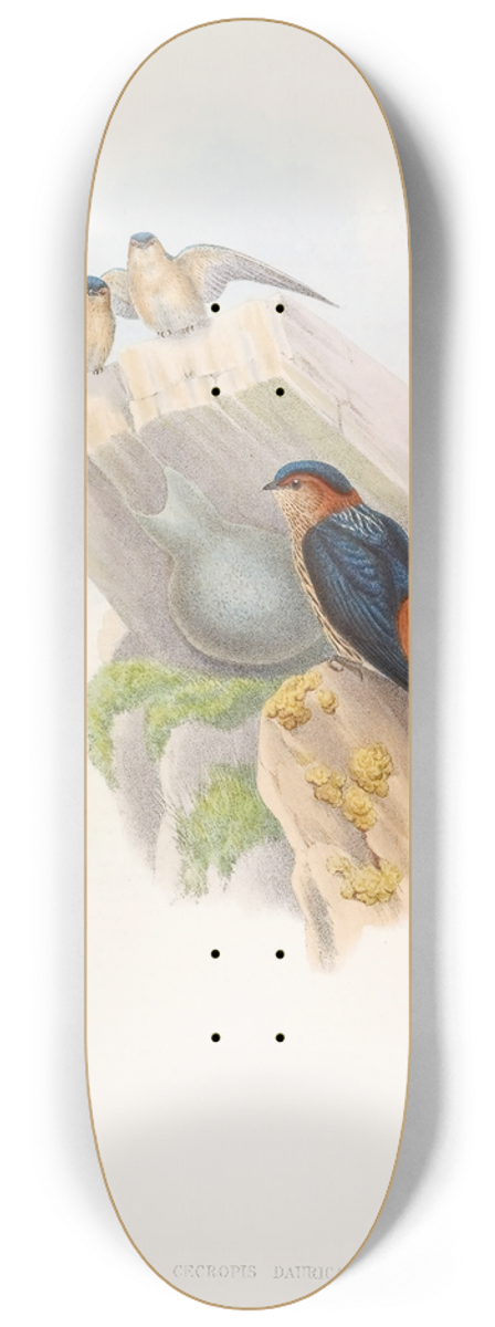 John Gould - Daurian Mosque-Swallow 8.25 inch art skate deck