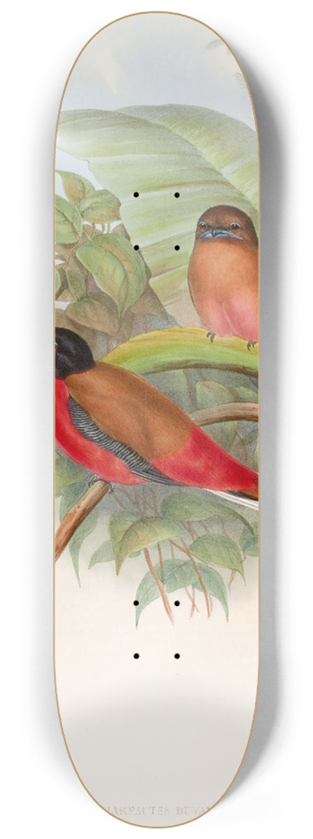 John Gould - Duvaucels Trogon 8.25 inch art skate deck