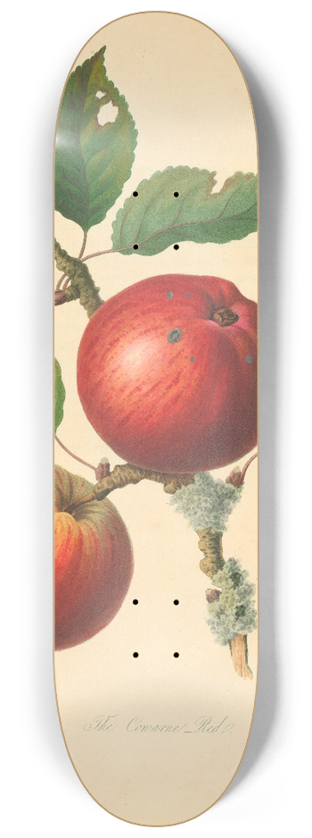 Thomas Andrew Knight - Cowarne Red 8.25 inch art skate deck