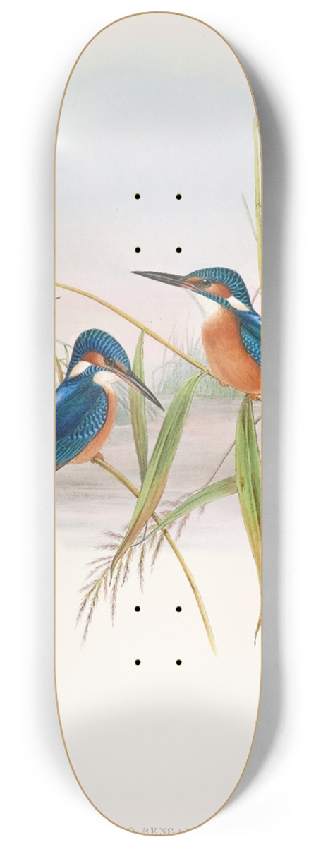 John Gould - Indian Kingfisher 8.25 inch art skate deck