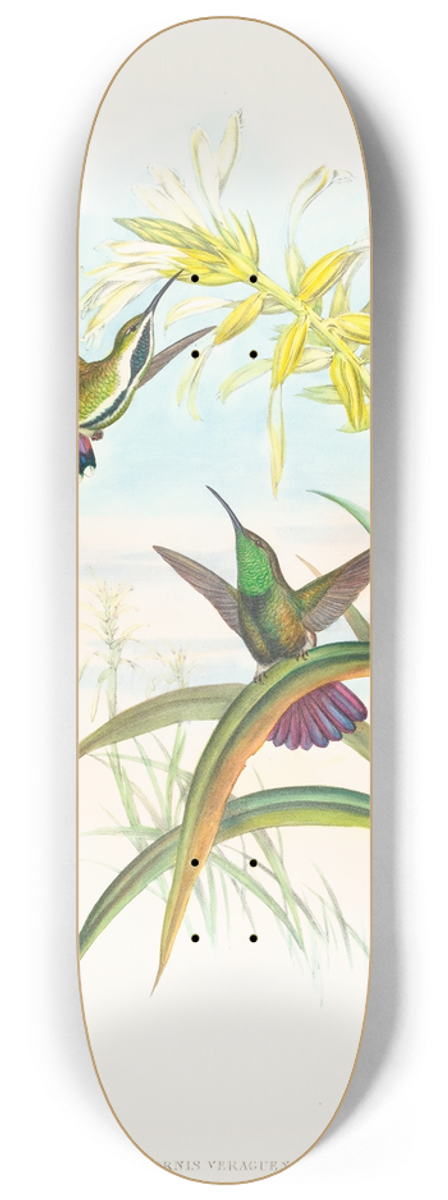 John Gould - Lampornis veraguensis (Veraguan Mango) 8.25 inch art skate deck
