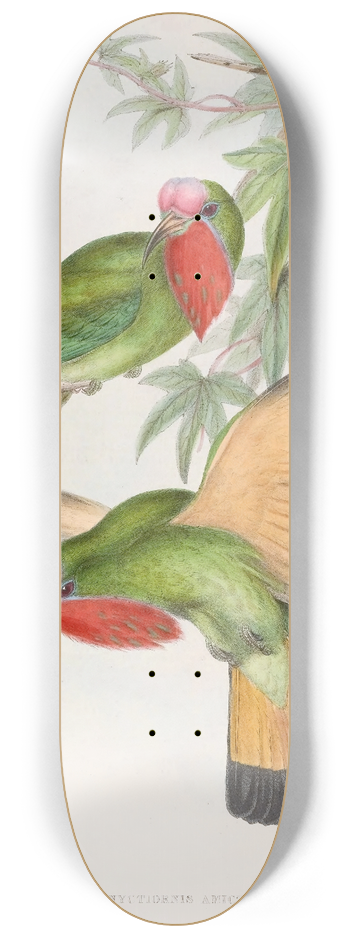 John Gould - Red-throated Nyctiornis 8.25 inch art skate deck