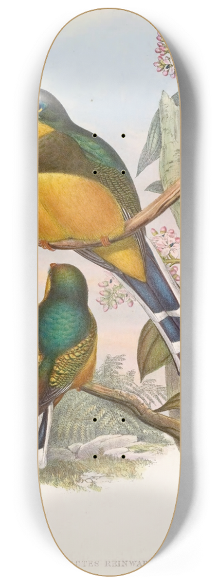 John Gould - Reinwardts Trogon 8.25 inch art skate deck