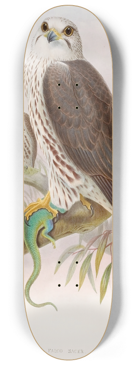 John Gould - Saker Falcon 8.25 inch art skate deck