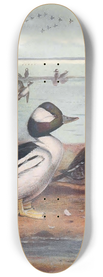 John Guille Millais - Buffle-Headed Duck 8.25 inch art skate deck
