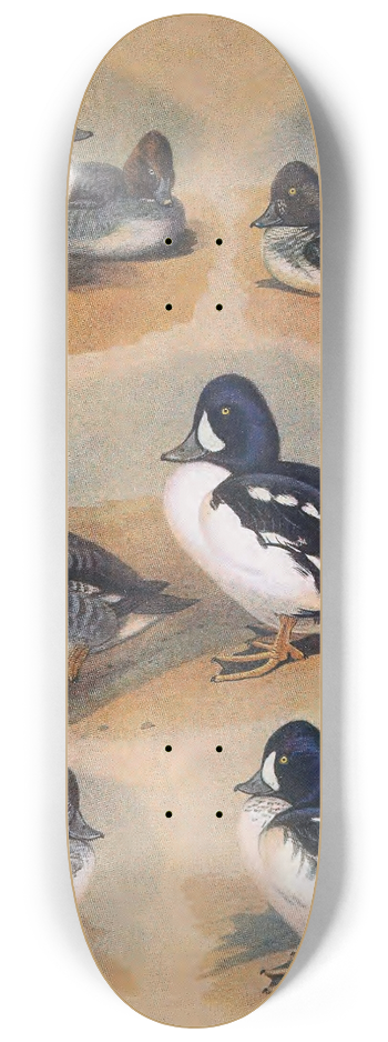 John Guille Millais - Plumages Of Barrows Golden-Eye 8.25 inch art skate deck