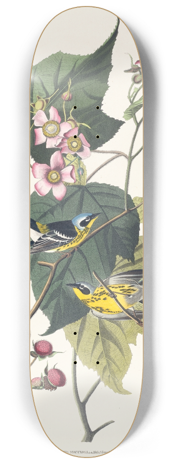John James Audubon - Black and yellow warbler 8.25 inch art skate deck