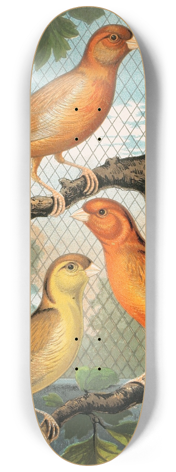 W. A . Blakston - Cinnamon Canaries, Norwich Type 8.25 inch art skate deck