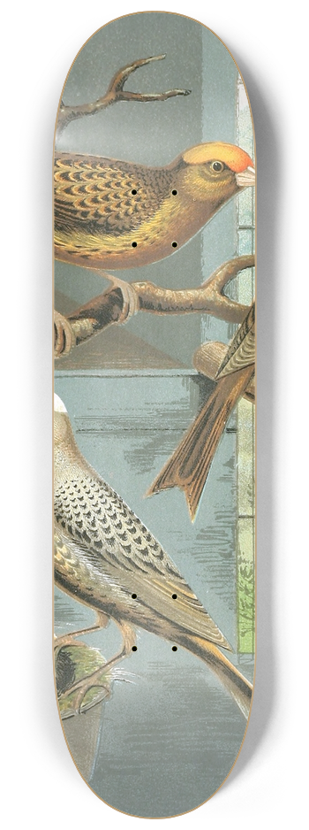 W. A . Blakston - Lizard Canaries 8.25 inch art skate deck