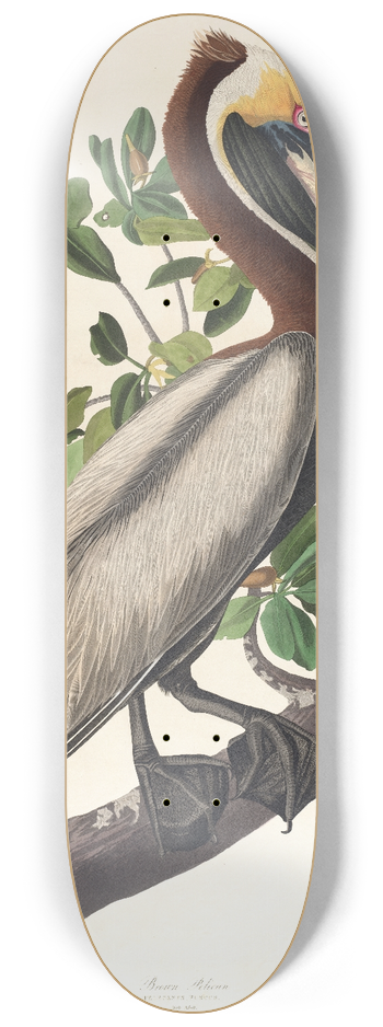 John James Audubon - Brown pelican, Pelecanus fuscus 8.25 inch art skate deck
