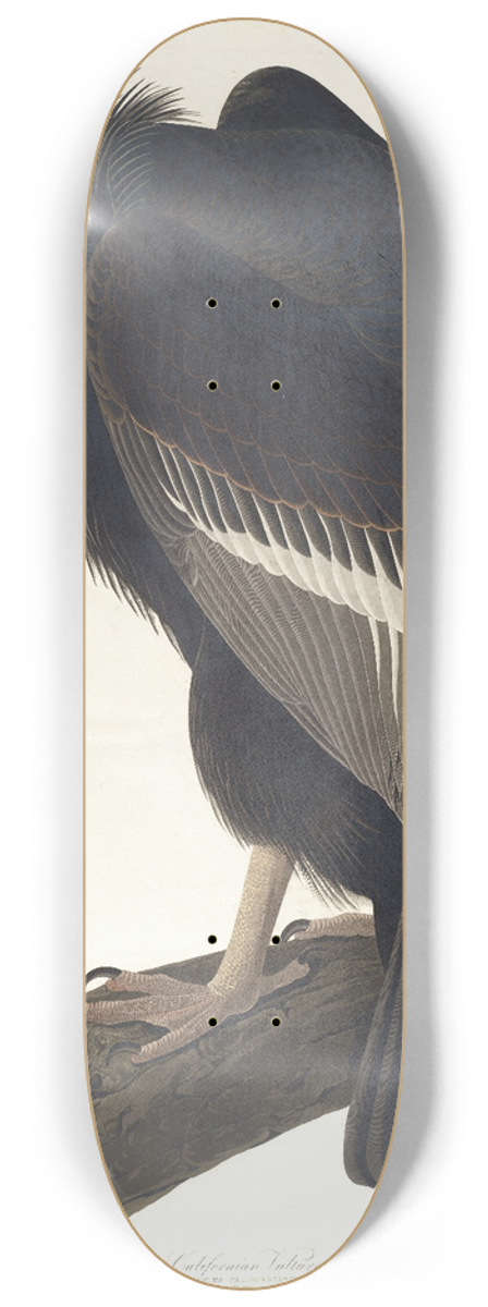 John James Audubon - Californian vulture 8.25 inch art skate deck