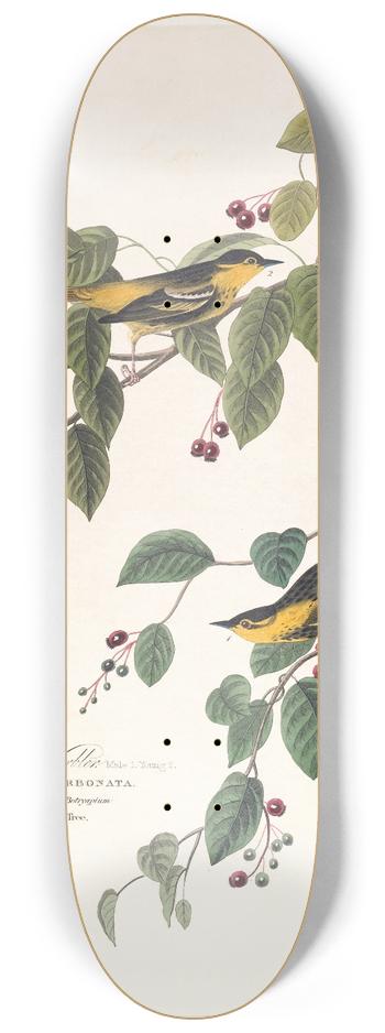 John James Audubon - Carbonated warbler 8.25 inch art skate deck