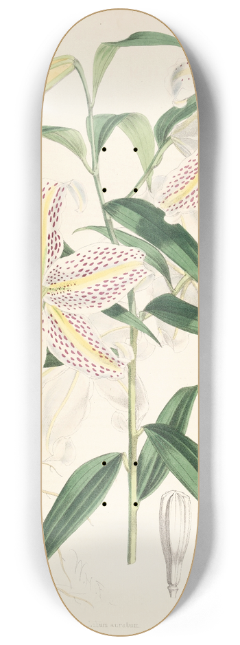 Walter Hood Fitch - Lilium auratum 8.25 inch art skate deck