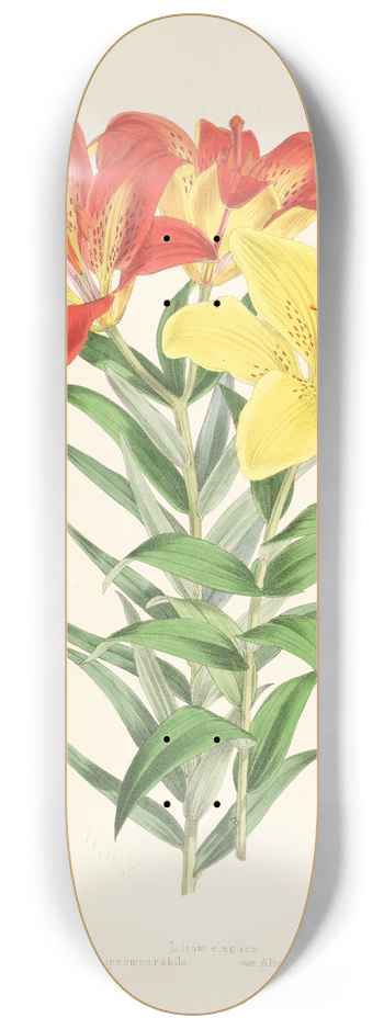 Walter Hood Fitch - Lilium elegans var incomparabile 8.25 inch art skate deck