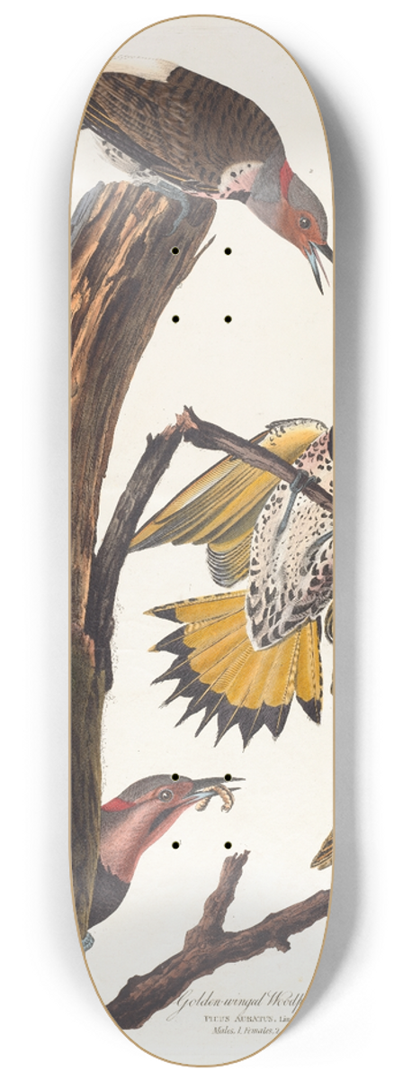 John James Audubon - Golden-winged woodpecker 8.25 inch art skate deck