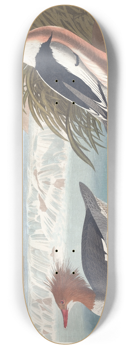 John James Audubon - Goosander 8.25 inch art skate deck
