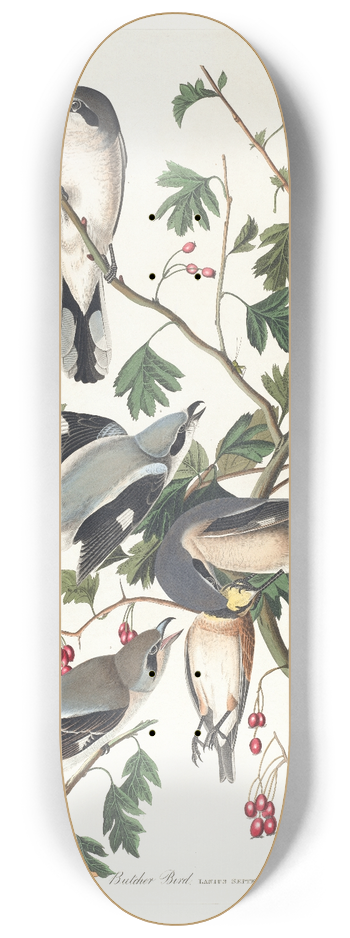 John James Audubon - Great American shrike or butcher bird 8.25 inch art skate deck