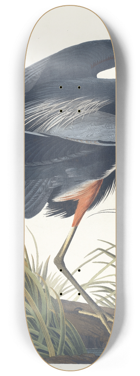John James Audubon - Great blue heron 8.25 inch art skate deck