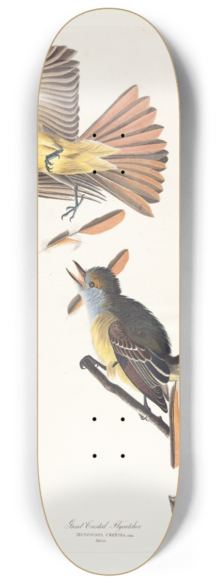 John James Audubon - Great crested flycatcher 8.25 inch art skate deck