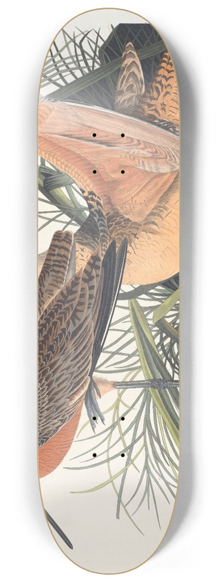 John James Audubon - Great marbled godwit 8.25 inch art skate deck