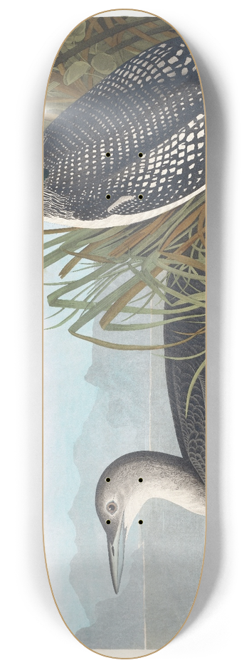 John James Audubon - Great northern diver or loon 8.25 inch art skate deck