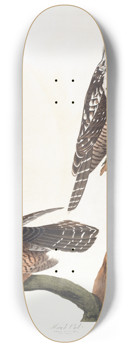 John James Audubon - Hawk owl 8.25 inch art skate deck