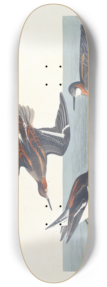John James Audubon - Hyperborean phalarope 8.25 inch art skate deck