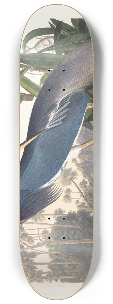 John James Audubon - Louisiana heron 8.25 inch art skate deck