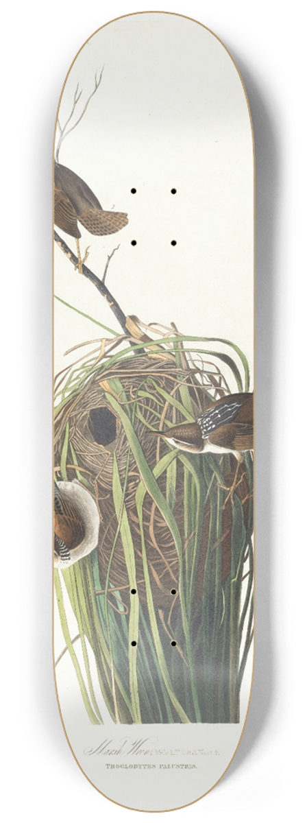John James Audubon - Marsh wren 8.25 inch art skate deck