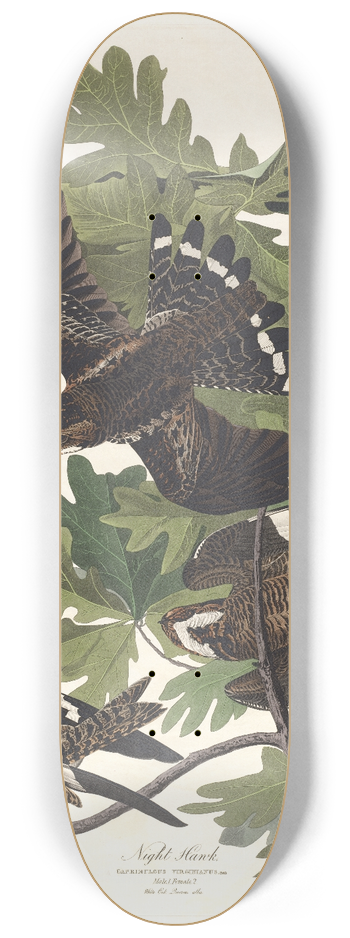 John James Audubon - Night hawk 8.25 inch art skate deck