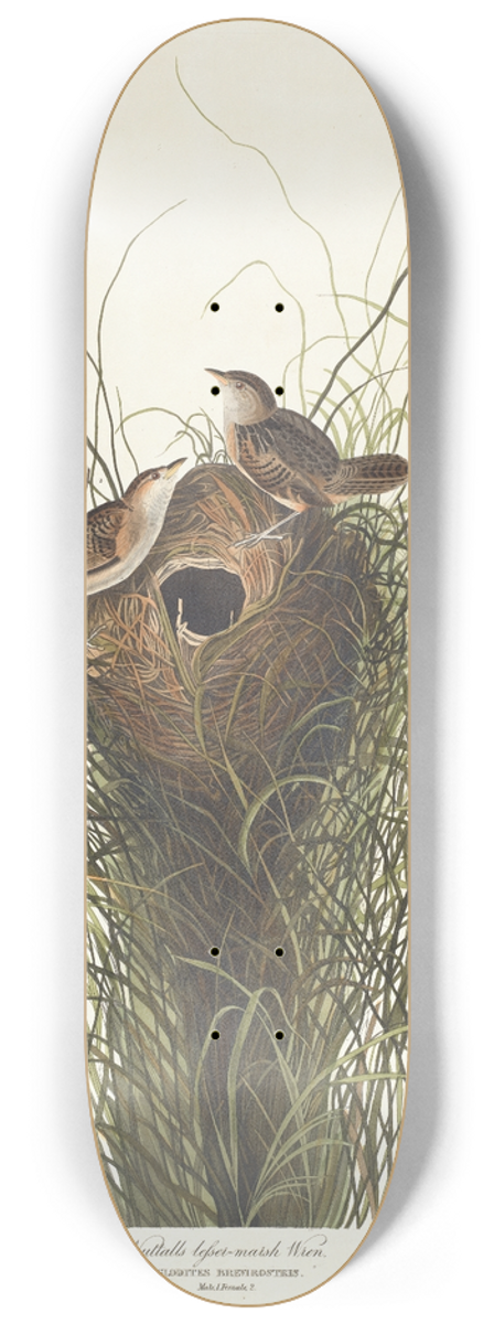 John James Audubon - Nutalls lesser-marsh wren 8.25 inch art skate deck