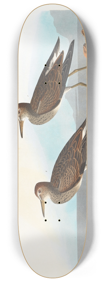 John James Audubon - Pectoral sandpiper 8.25 inch art skate deck