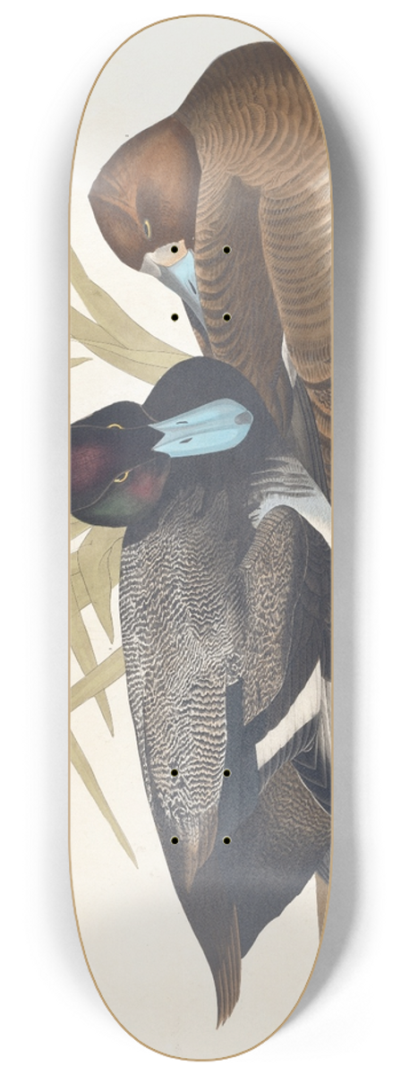John James Audubon - Scaup duck 8.25 inch art skate deck