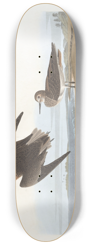 John James Audubon - Schinzs sandpiper 8.25 inch art skate deck